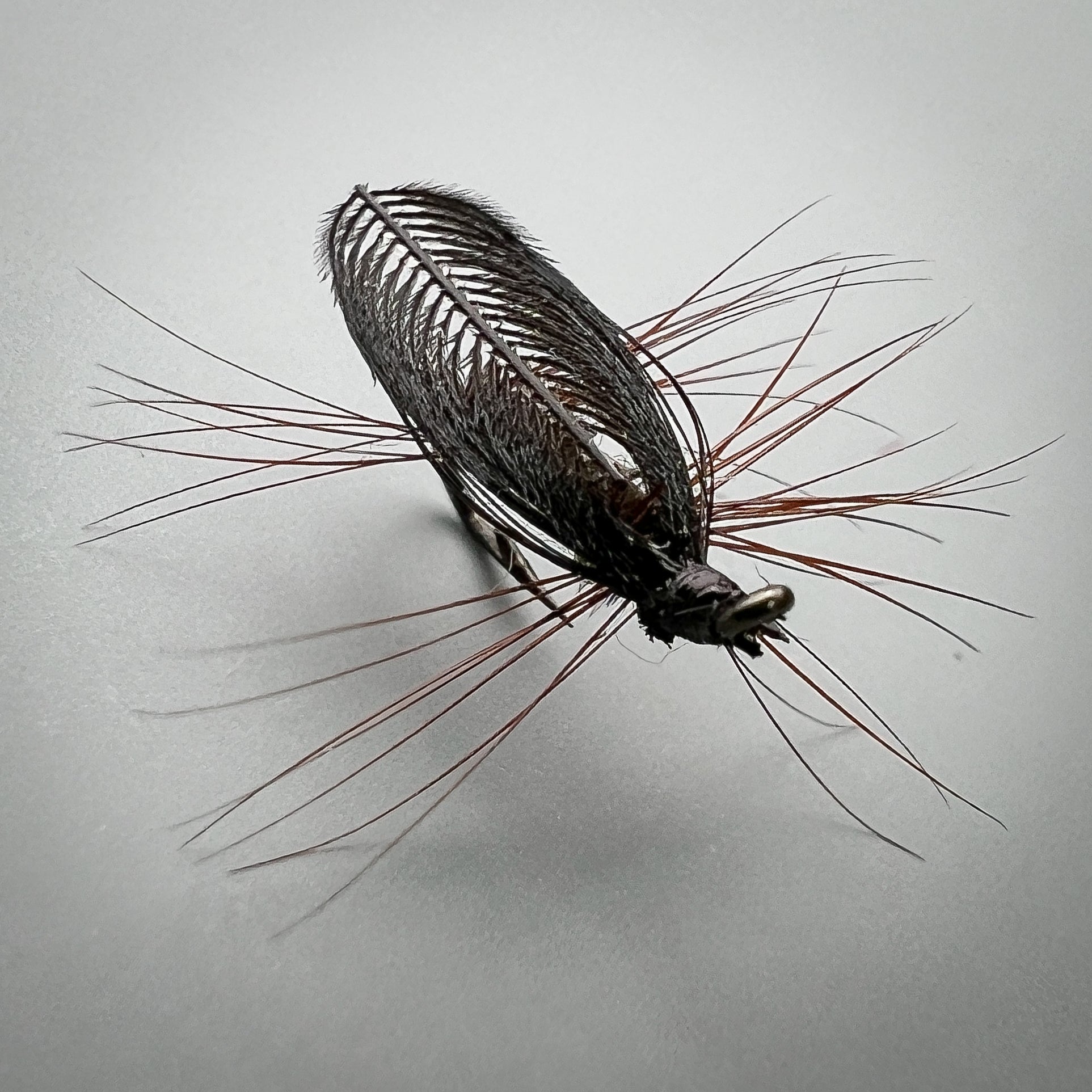 IMG_7399-4.jpg?v=1708539568