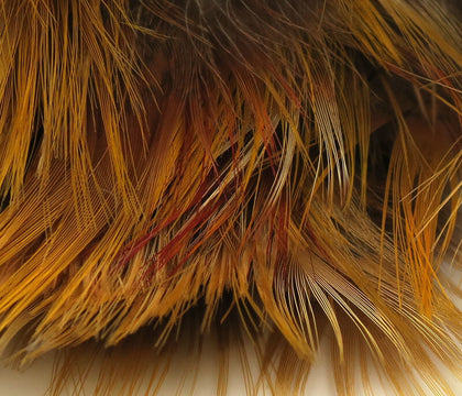 Hareline Golden Pheasant Body Feathers
