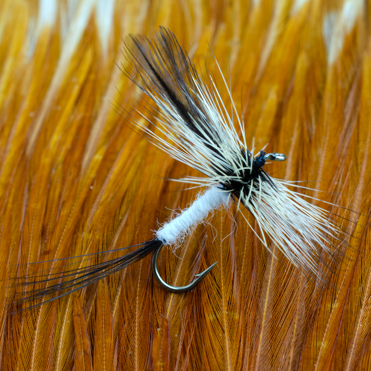 Coffin Fly – Dette Flies