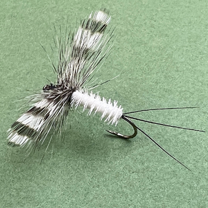 DETTE SPENT WING COFFIN FLY