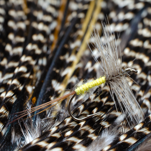 Yellow Body Grey Hackle