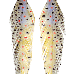 Galloup's Fish Feathers