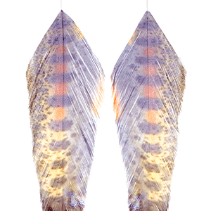 Galloup's Fish Feathers