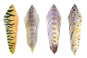 Galloup's Fish Feathers