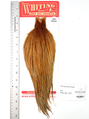Barred Dark Ginger - Whiting Line Rooster Cape - Pro Grade (#3)