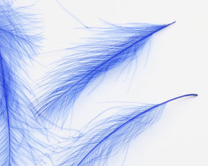 Cul de Canard CDC Plumes