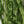 Rayon Chenille