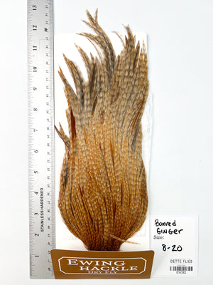 Barred Ginger - Ewing Dry Fly Rooster Cape (382)