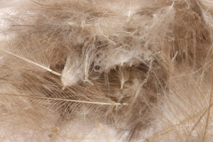 1 Gram Pack Cul De Canard