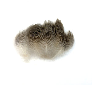 Gadwall Feathers - Natural