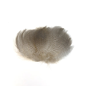 Pintail Flank Feathers - Natural
