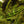 Hen Phesant Body Soft Hackle