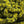 UV Mottled Galaxy Mop Chenille