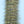 Minnow Head Brush UV