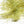 Microflex Palmered Bugger Chenille