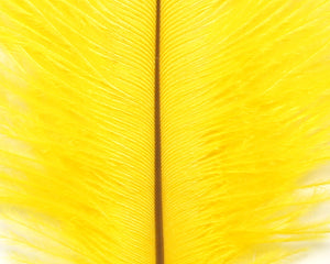 Ostrich Marabou