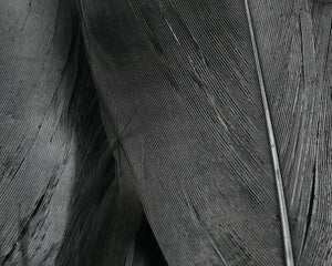 Select Goose Shoulder