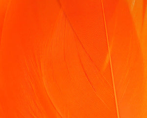 Select Goose Shoulder