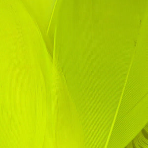 Select Goose Shoulder