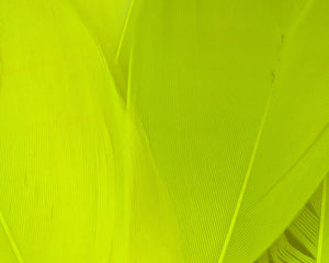 Select Goose Shoulder