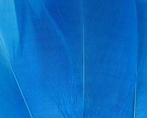 Select Goose Shoulder