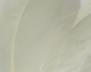 Select Goose Shoulder