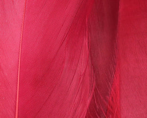 Select Goose Shoulder