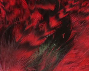 Strung 4-6 inch Grizzly Variant Saddle Hackle