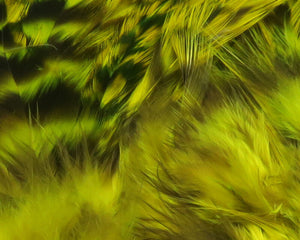 Strung 4-6 inch Grizzly Variant Saddle Hackle