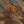 Strung Ringneck Rump Feathers