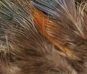 Strung Ringneck Rump Feathers