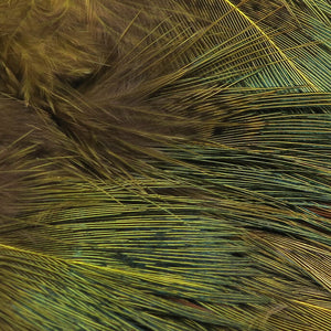 Strung Ringneck Rump Feathers