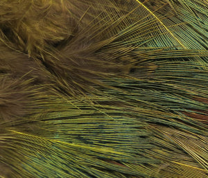 Strung Ringneck Rump Feathers