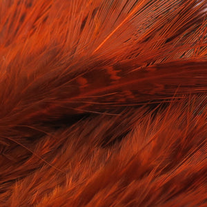 Strung Ringneck Rump Feathers