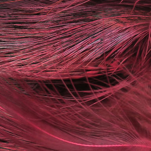 Strung Ringneck Rump Feathers