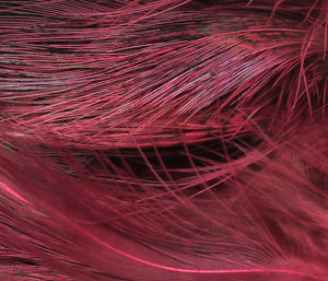 Strung Ringneck Rump Feathers