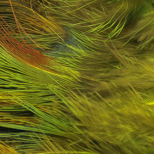 Strung Ringneck Rump Feathers