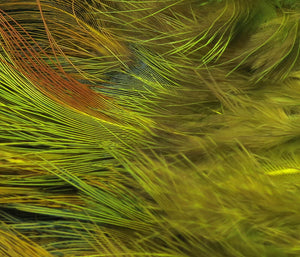 Strung Ringneck Rump Feathers