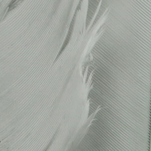 Turkey Biot Quills