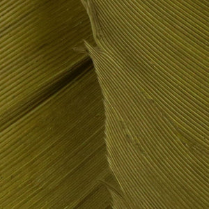 Turkey Biot Quills
