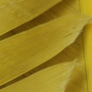 Turkey Biot Quills