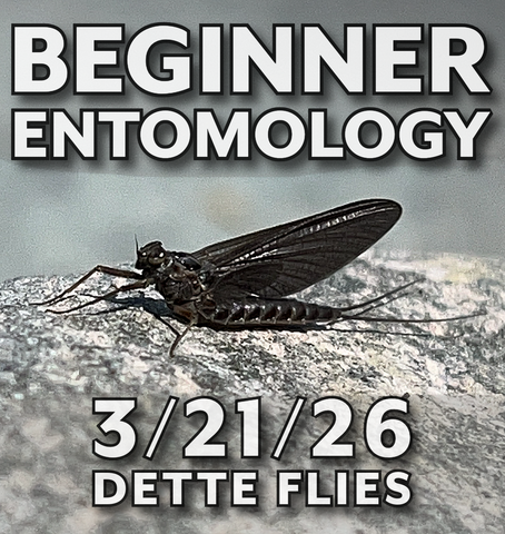 Beginner Entomology Workshop - 3/21/26