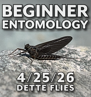 Beginner Entomology Workshop - 4/25/26