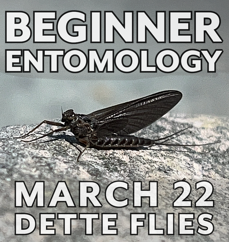 Beginner Entomology Workshop - 3/22/25