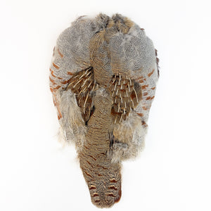 Hungarian Partridge Skin