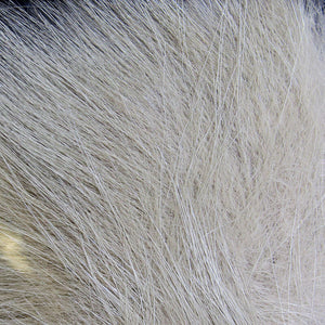 Arctic Fox Body Hair
