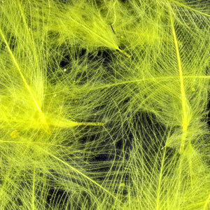 Cul de Canard CDC Plumes