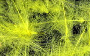 Cul de Canard CDC Plumes