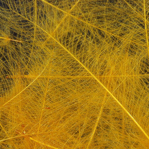 Cul de Canard CDC Plumes