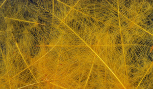 Cul de Canard CDC Plumes